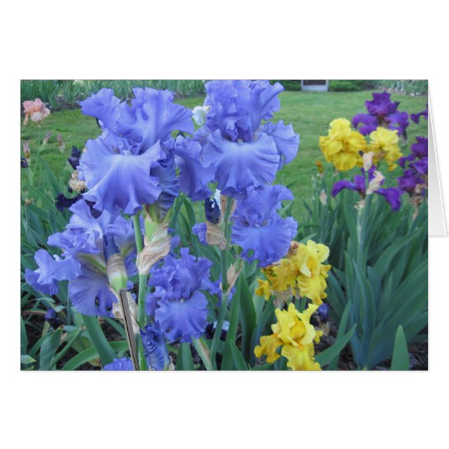 Blue Iris (Voorkant Horizontaal)