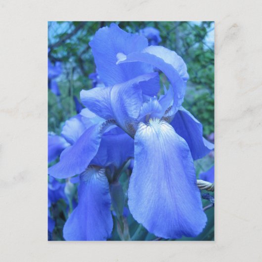 Blue Iris Briefkaart (Voorkant)