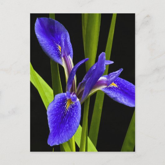 Blue Iris Briefkaart (Voorkant)