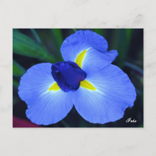 Blue Iris Briefkaart
