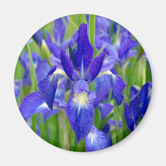 Blue Iris Flowers Magnet Magneet (Voorkant)