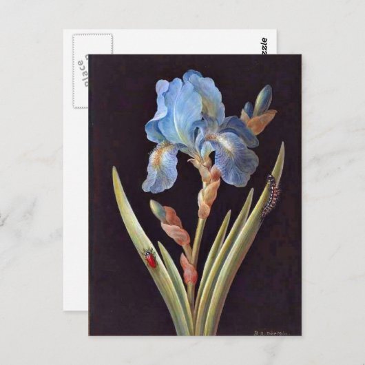 Blue Iris (germanica) Briefkaart (Voorkant / Achterkant)
