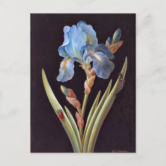 Blue Iris (germanica) Briefkaart (Voorkant)