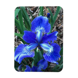 Blue Iris Magneet