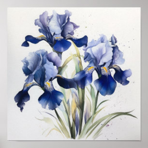 Blue Iriss Flower Art Print Poster