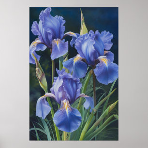 Blue Iriss Flower Art Print Poster