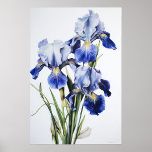Blue Iriss Flower Art Print Poster
