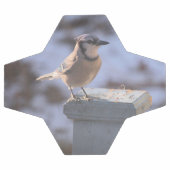Blue Jay (Plat)