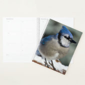 Blue Jay (Devant avec enveloppe)