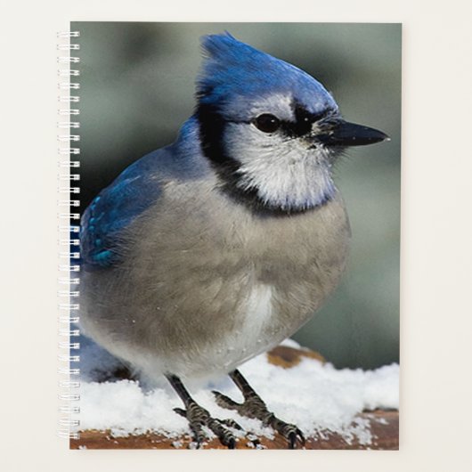 Blue Jay (Devant)