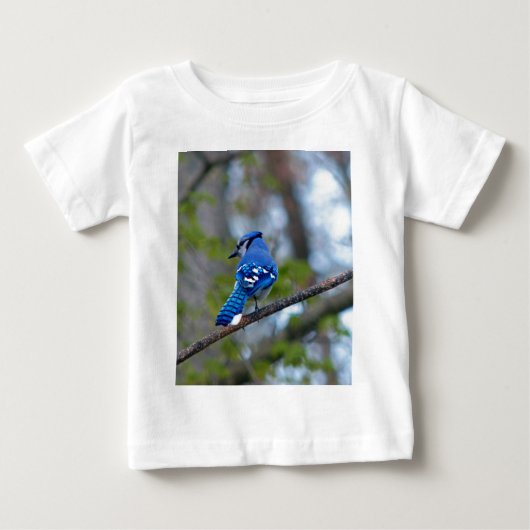 Blue Jay (Voorkant)