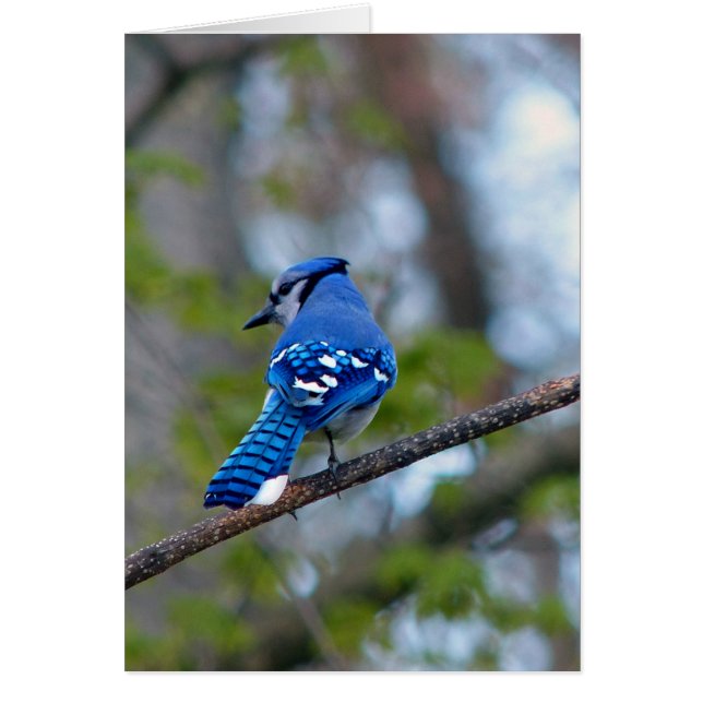 Blue Jay (Devant)
