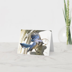 Blue Jay #3 - Blank briefkaart