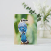 Blue Jay avec gros plan de plumes Carte postale ph (Debout devant)