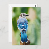 Blue Jay avec gros plan de plumes Carte postale ph (Devant / Derrière)