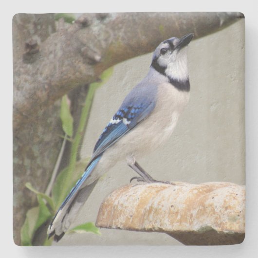 Blue Jay - Backyard Bird Series - Onderzetter (Voorkant)