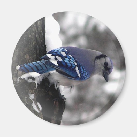 Blue Jay Bird Magneet (Voorkant)