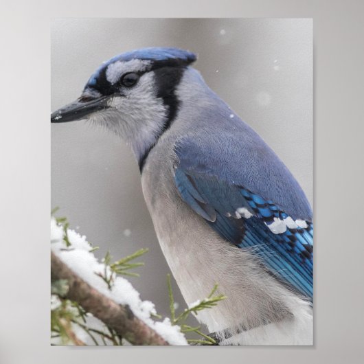 Blue Jay Bird Poster (Voorkant)