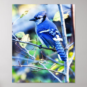 Blue Jay Bird Poster