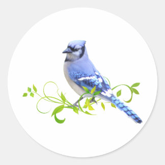 Blue Jay Bird Ronde Sticker