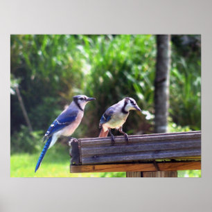 Blue Jay Birds Backyard Bird Feeder Poster Foto