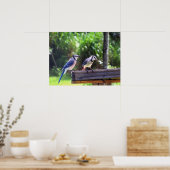 Blue Jay Birds Backyard Bird Poster Foto (Keuken)