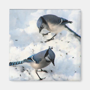 Blue Jay Birds in Sneeuwse Natuur Magneet