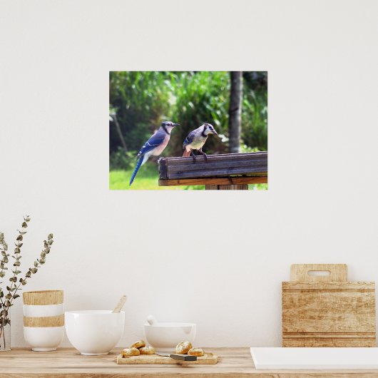 Blue Jay Birds Jardin Oiseaux Poster d'alimentatio (Cuisine)