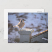 Blue Jay Briefkaart (Voorkant / Achterkant)