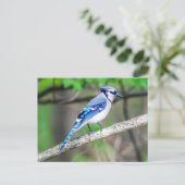 Blue Jay Briefkaart (Staand voorkant)