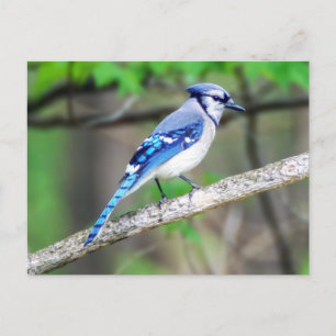 Blue Jay Briefkaart