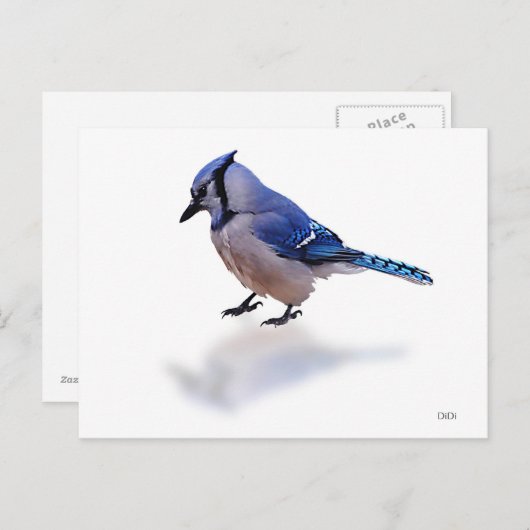 Blue Jay Briefkaart (Voorkant / Achterkant)