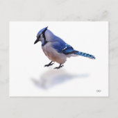Blue Jay Briefkaart (Voorkant)