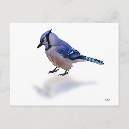 Blue Jay Briefkaart (Voorkant)