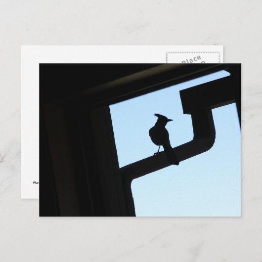 Blue Jay Briefkaart (Voorkant / Achterkant)