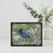 Blue Jay - Briefkaart (Staand voorkant)