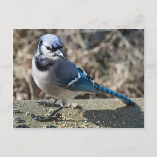 Blue Jay Briefkaart