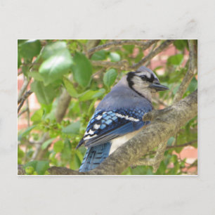 Blue Jay Briefkaart