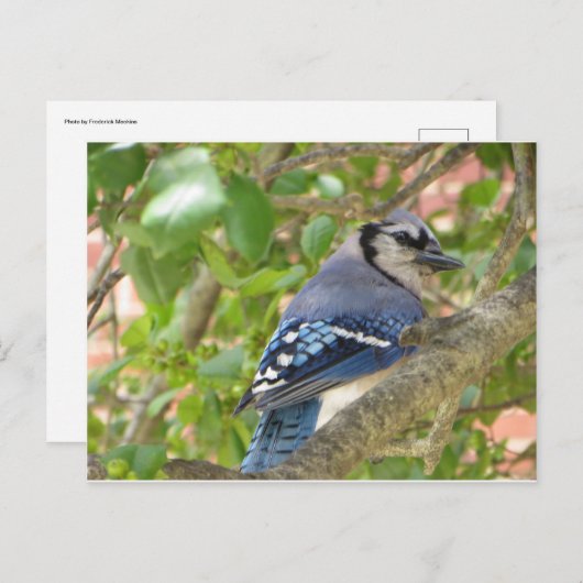 Blue Jay Briefkaart (Voorkant / Achterkant)