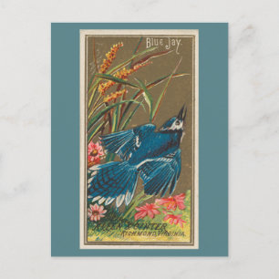 Blue Jay Briefkaart