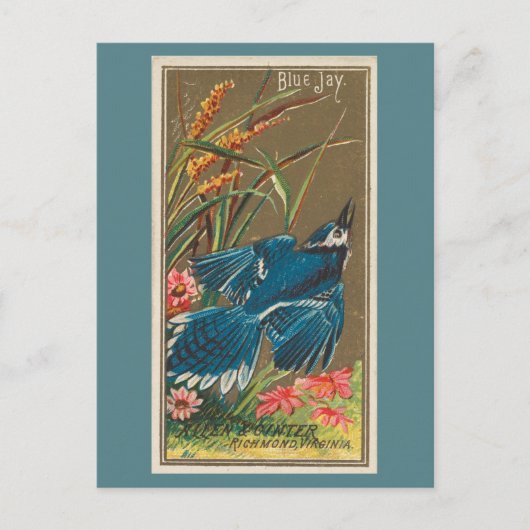 Blue Jay Briefkaart (Voorkant)