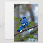 Blue Jay Briefpapier (Voorkant / Achterkant)