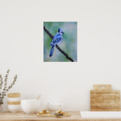 Blue Jay Canvas afdrukken Poster (Keuken)