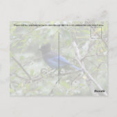 Blue Jay - Carte postale (Dos)