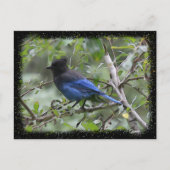 Blue Jay - Carte postale (Devant)