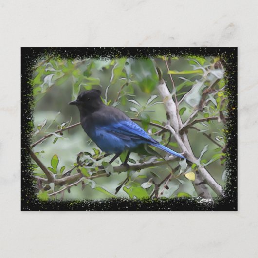 Blue Jay - Carte postale (Devant)