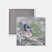 Blue Jay, Cyanocitta cristata Magneet (Voorkant / Achterkant)