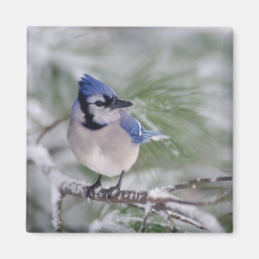 Blue Jay, Cyanocitta cristata Magneet (Voorkant)