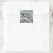 Blue Jay, Cyanocitta cristata Vierkante Sticker (Tas)