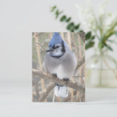 Blue Jay dans Elliot Lake Carte postale (Debout devant)